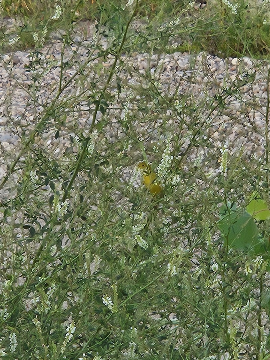 Yellow Warbler - ML640237826