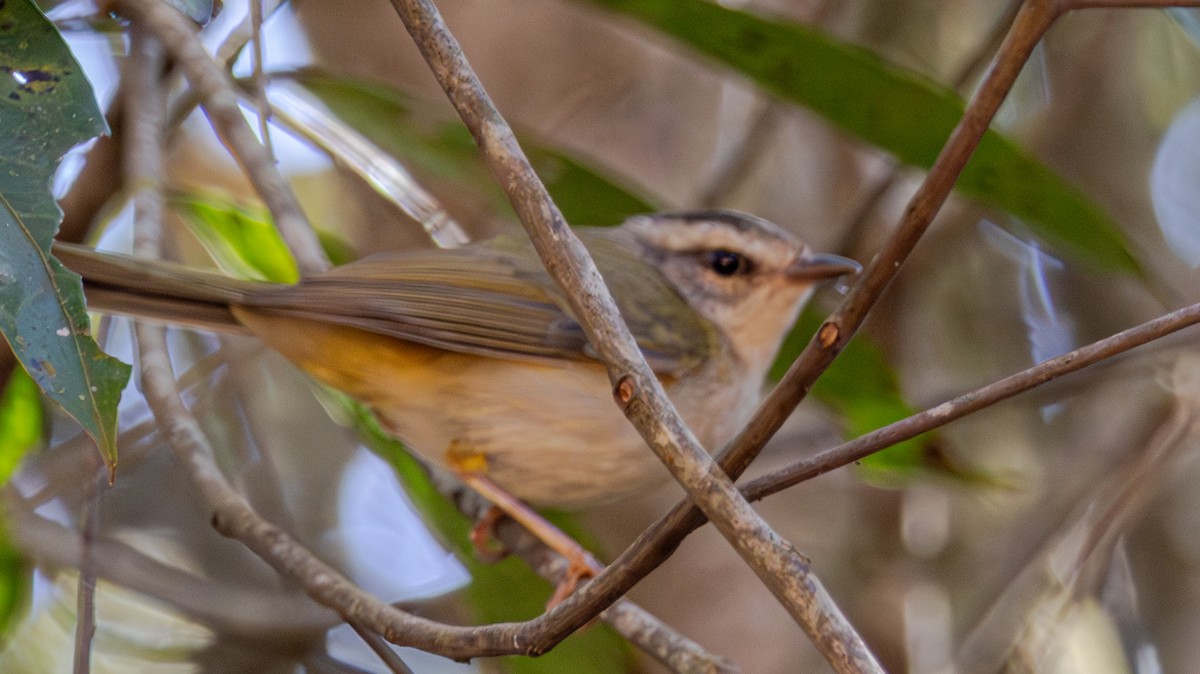 Golden-crowned Warbler - ML640237843
