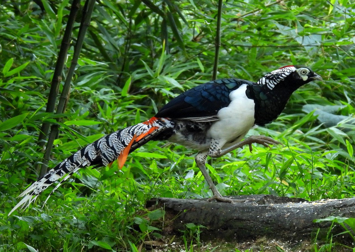 Lady Amherst's Pheasant - ML640237864