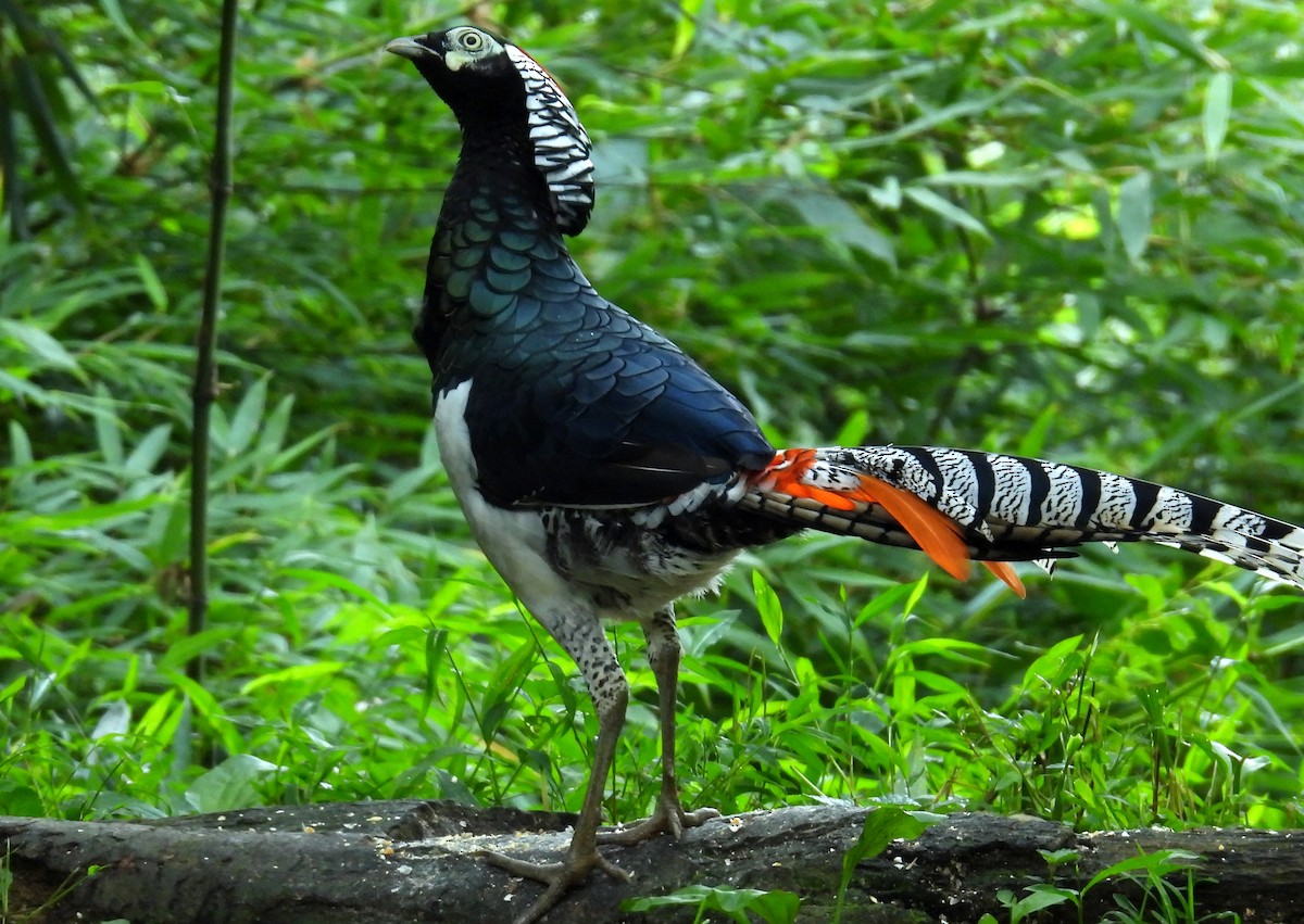 Lady Amherst's Pheasant - ML640237865