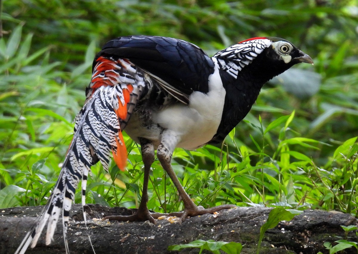 Lady Amherst's Pheasant - ML640237866