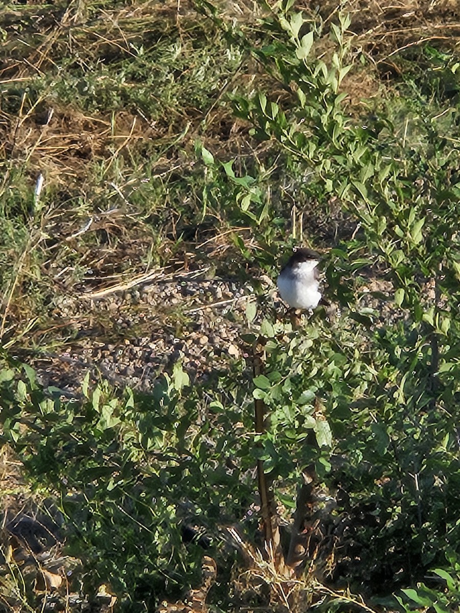 Eastern Kingbird - ML640237872