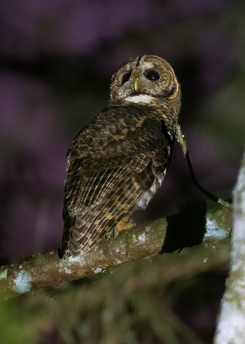 Rusty-barred Owl - ML640237873