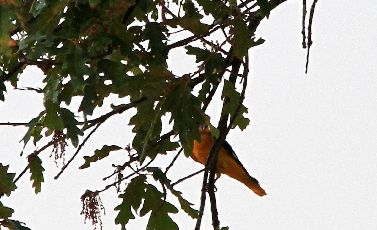 Eurasian Golden Oriole - ML640237884
