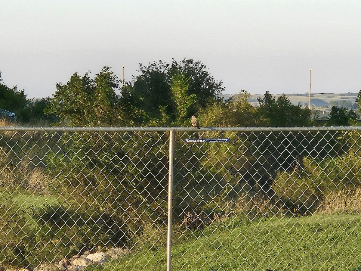 Western Kingbird - ML640237931