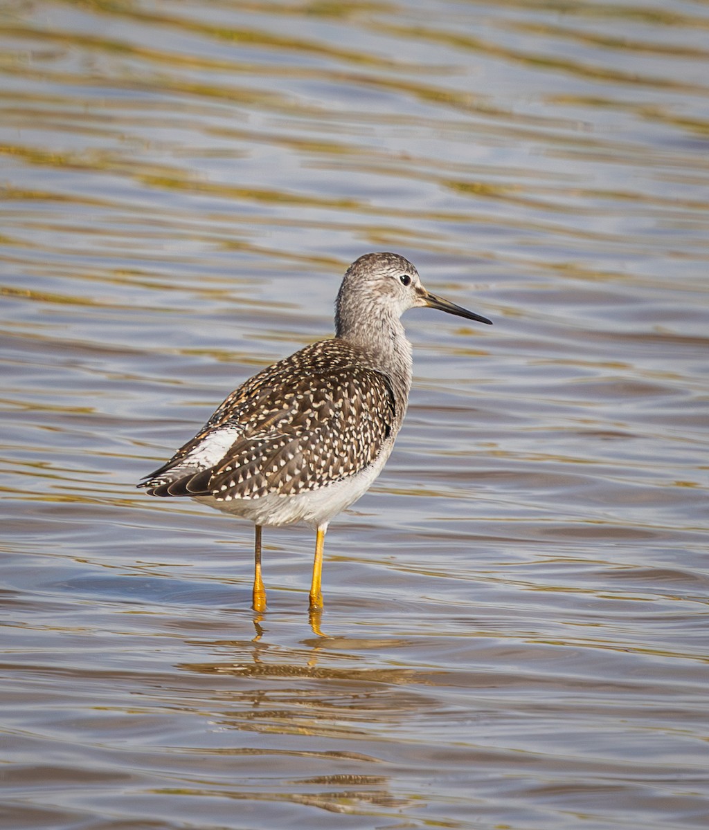 Lesser Yellowlegs - ML640237959