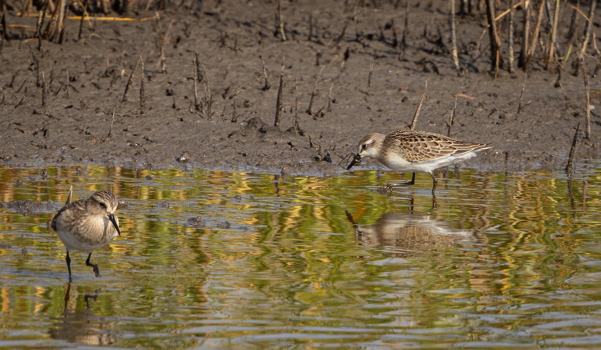 Semipalmated Sandpiper - ML640237984