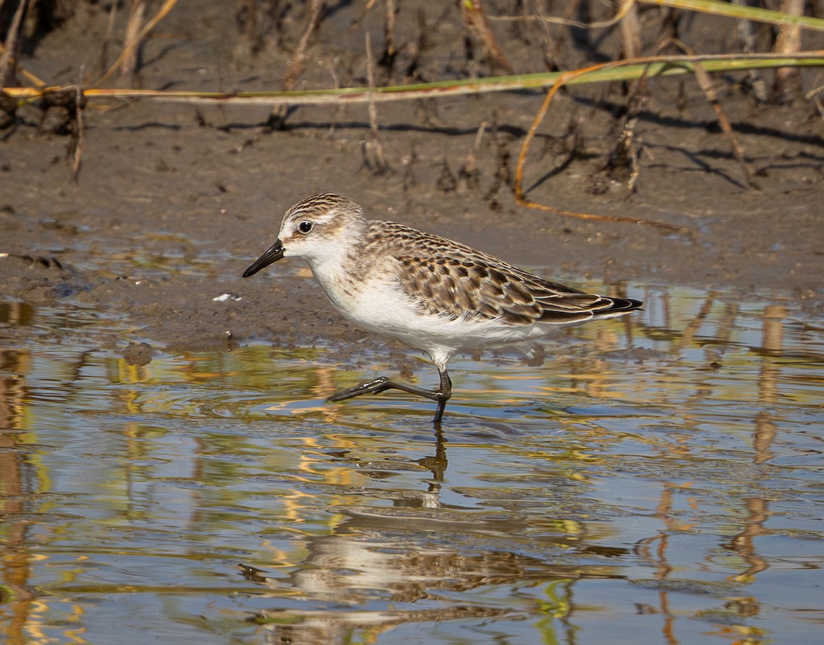 Semipalmated Sandpiper - ML640237995