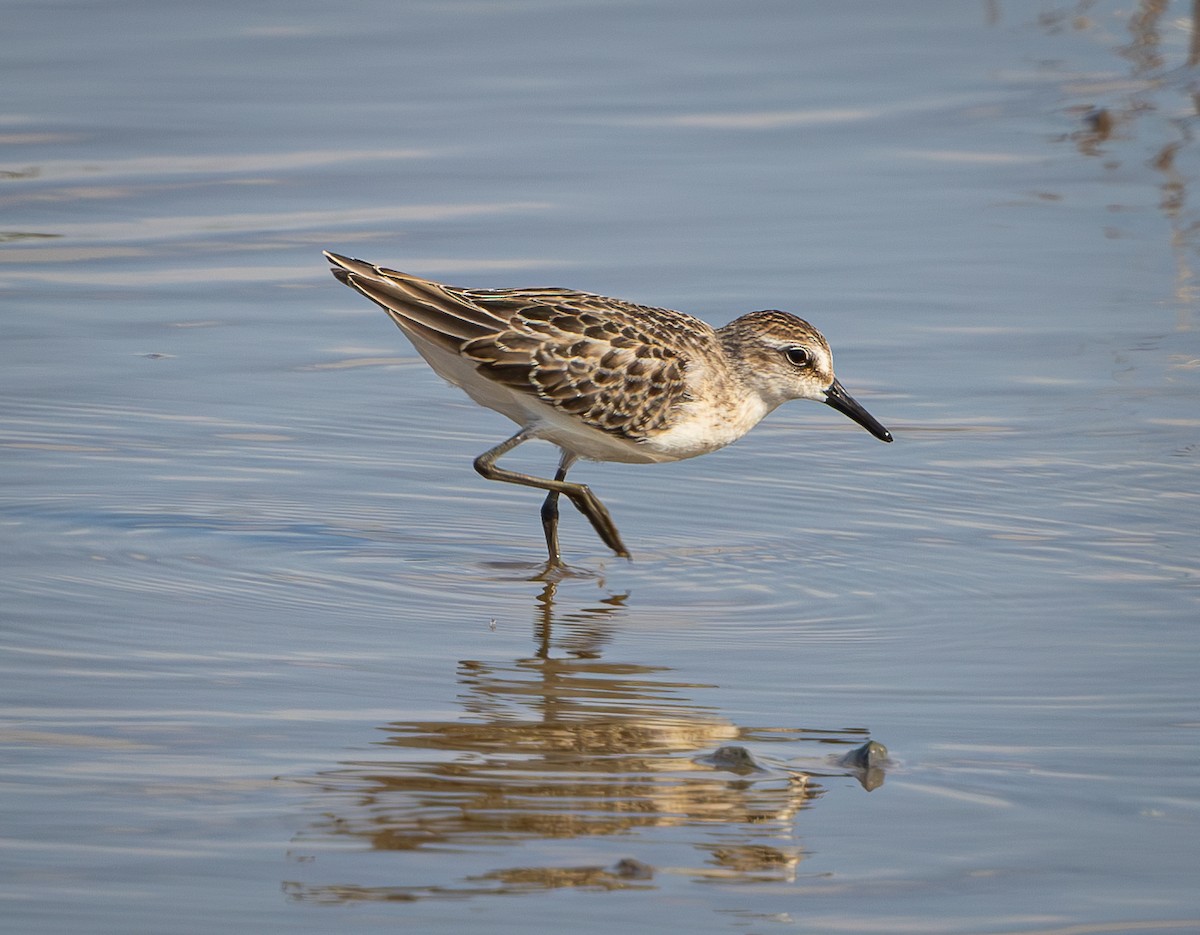 Semipalmated Sandpiper - ML640237996