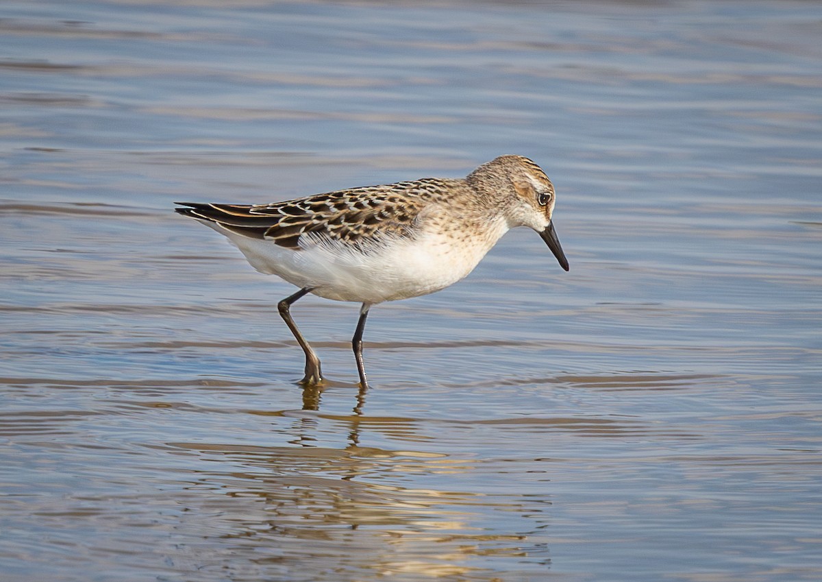 Semipalmated Sandpiper - ML640237997
