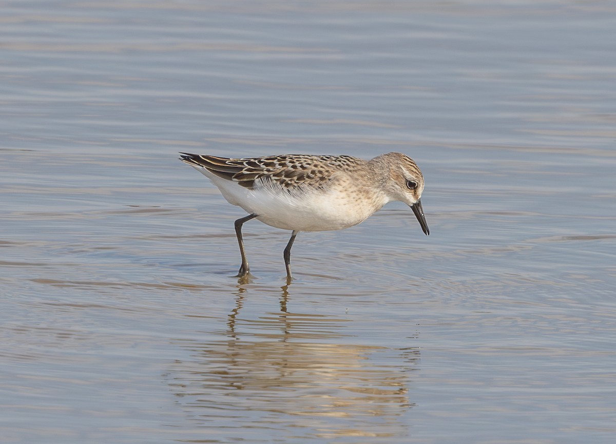 Semipalmated Sandpiper - ML640237998