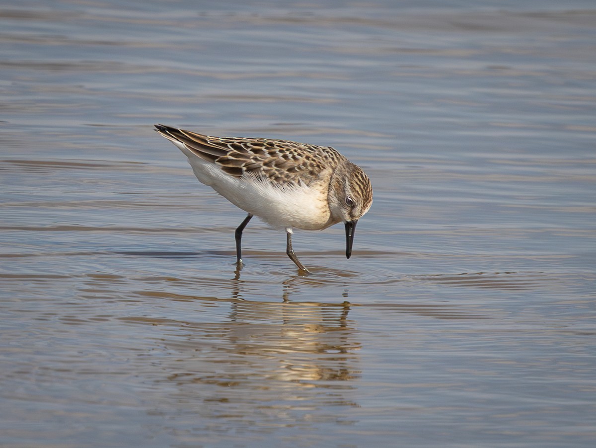 Semipalmated Sandpiper - ML640238000