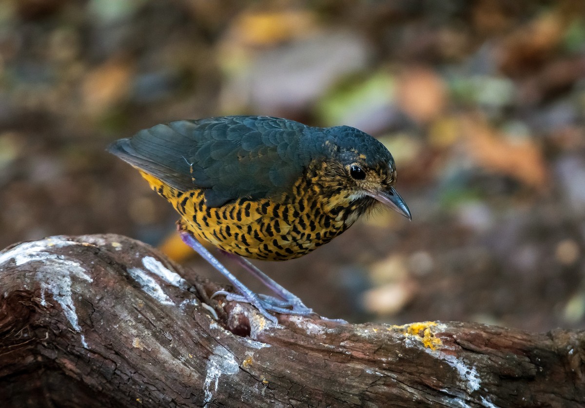 Undulated Antpitta - ML640238026