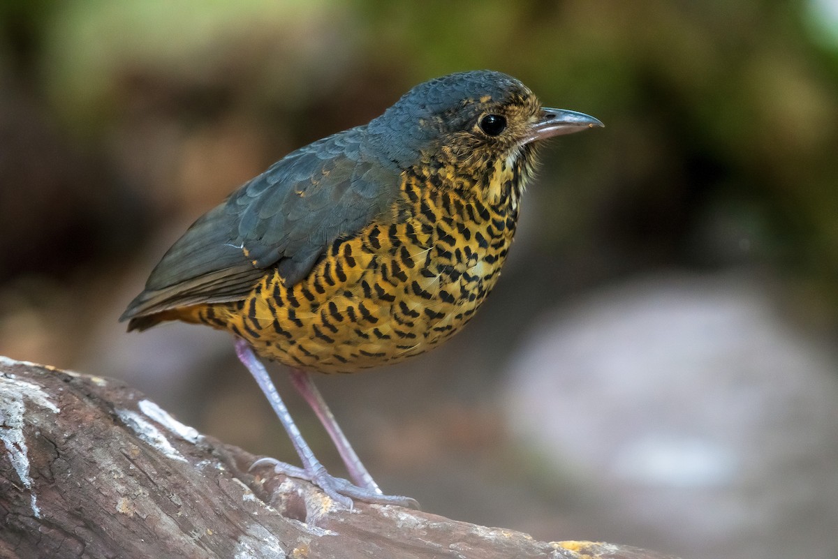 Undulated Antpitta - ML640238027