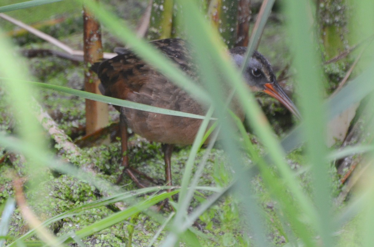 Virginia Rail - ML64023811