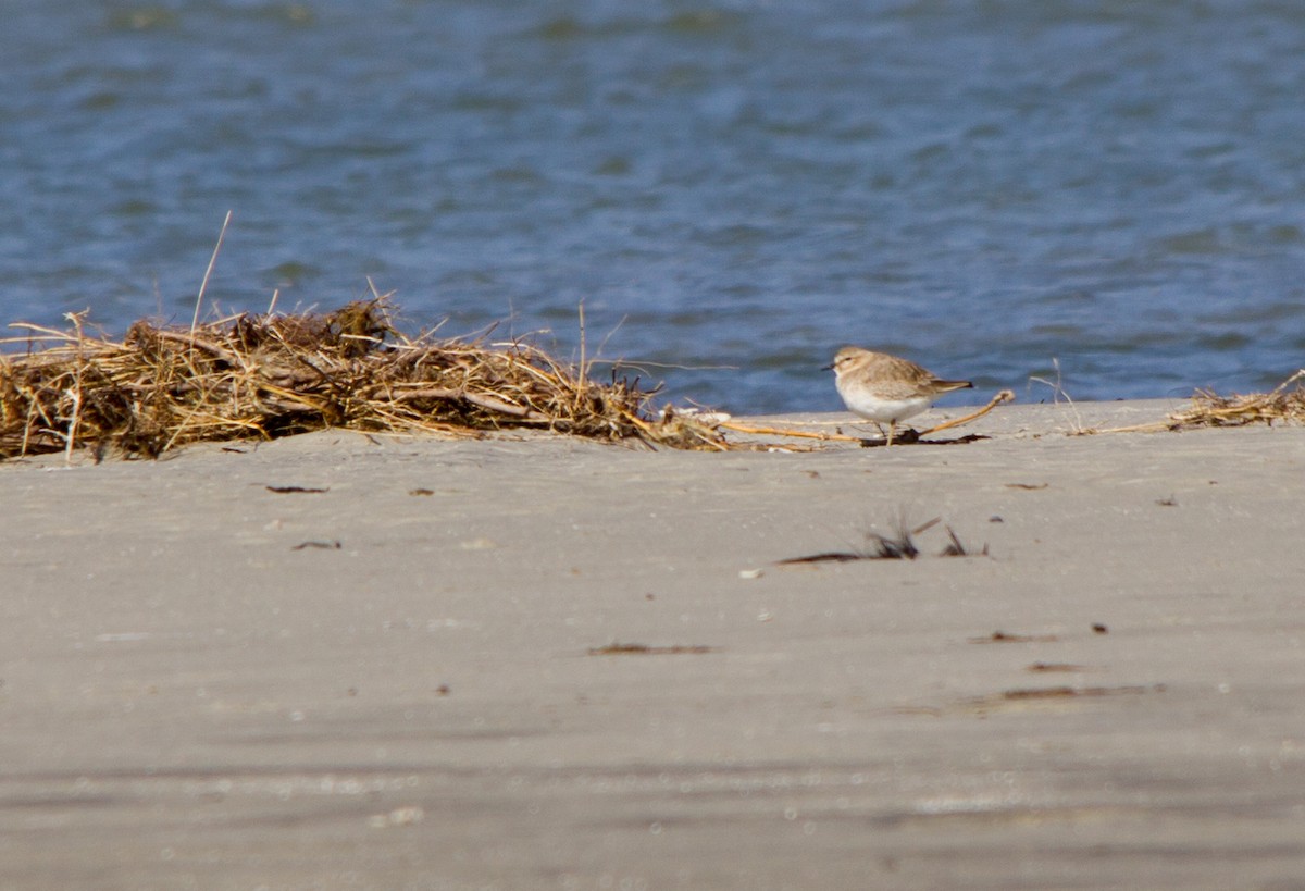 Mountain Plover - ML640238114