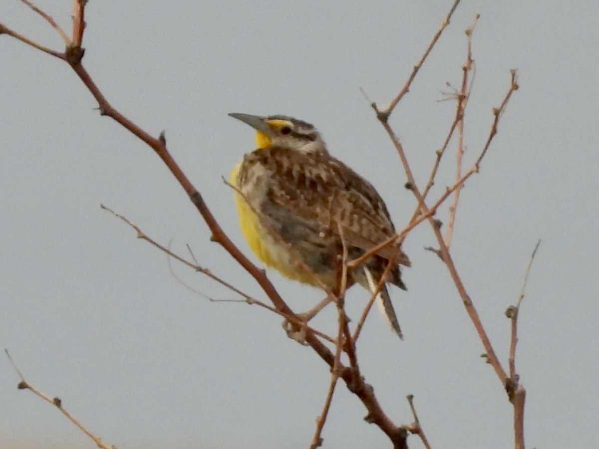 Chihuahuan Meadowlark - ML640238132