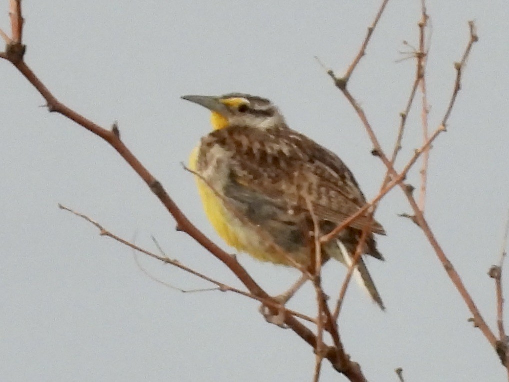 Chihuahuan Meadowlark - ML640238133