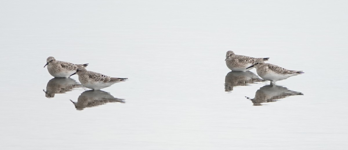 Baird's Sandpiper - ML640238157