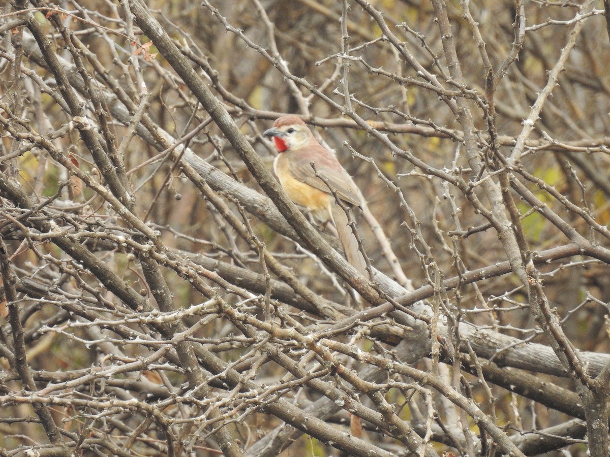 Rosy-patched Bushshrike - ML640238195