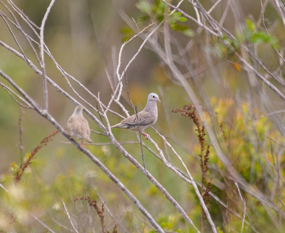 Plain-breasted Ground Dove - ML640238198