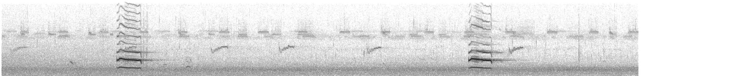 Chevalier semipalmé (semipalmata) - ML640238233