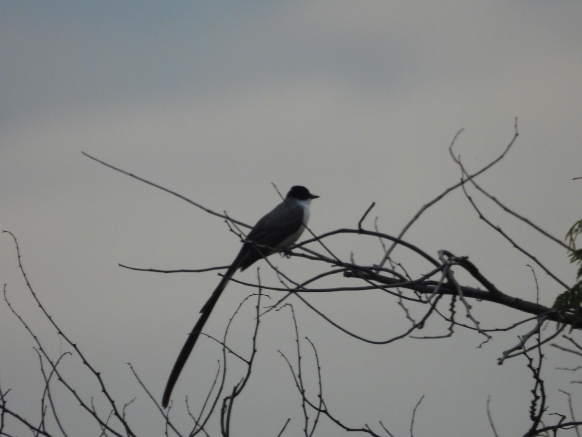 Fork-tailed Flycatcher - ML640238277