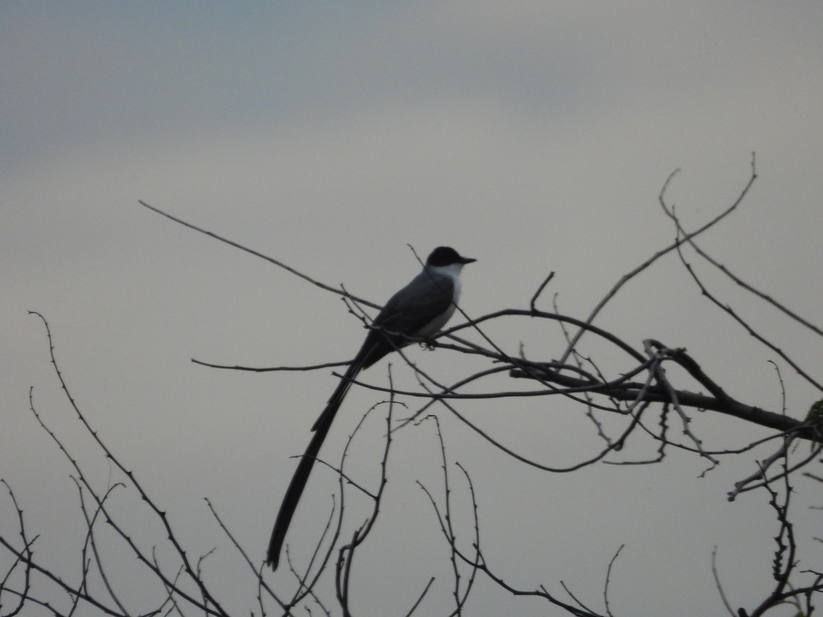 Fork-tailed Flycatcher - ML640238278