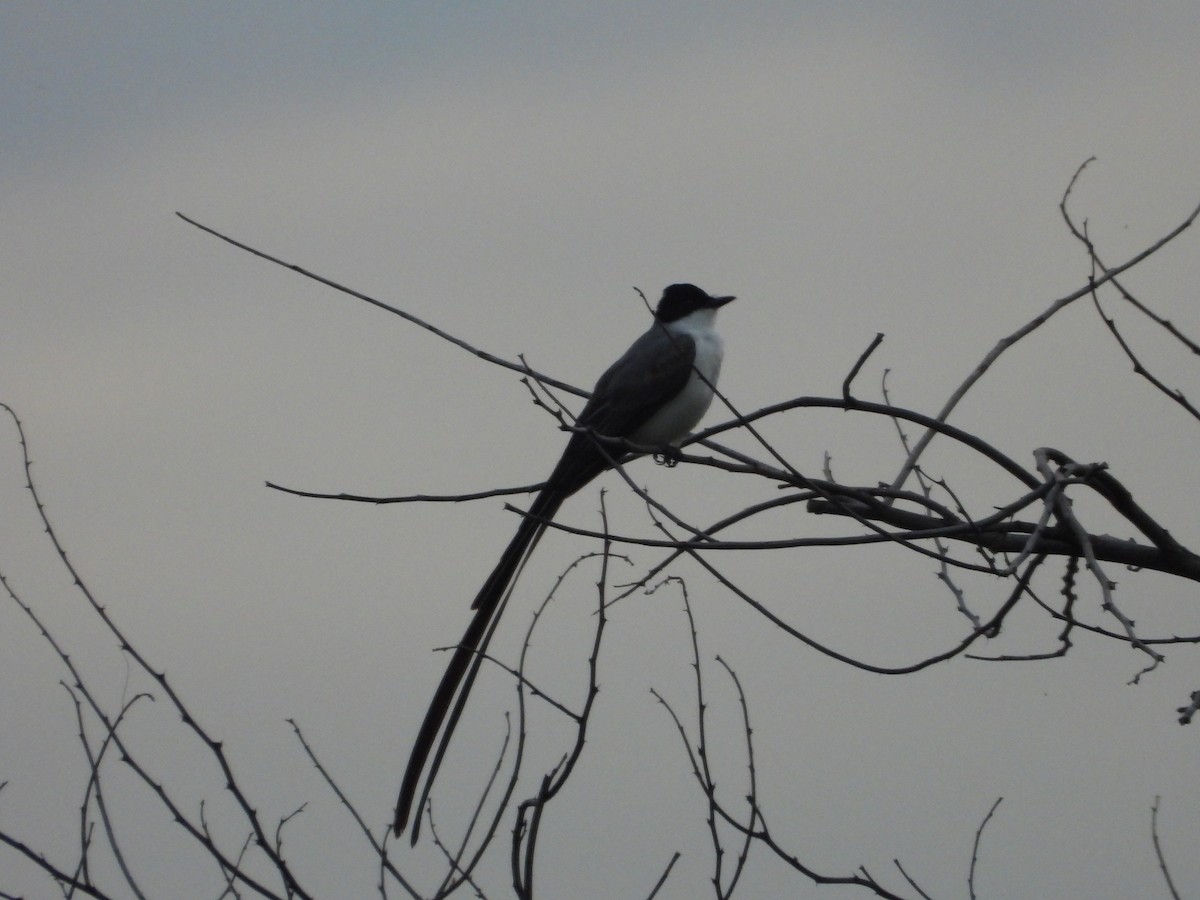 Fork-tailed Flycatcher - ML640238279