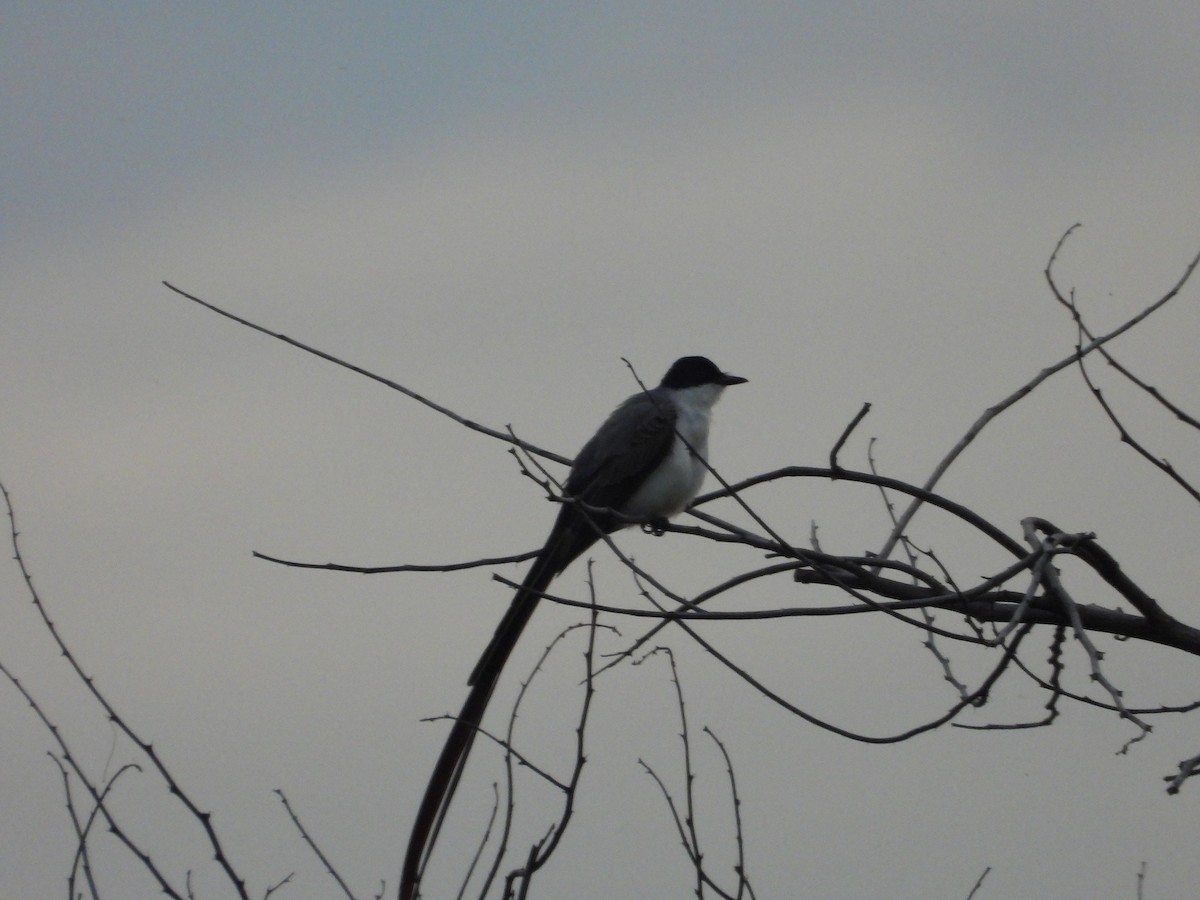 Fork-tailed Flycatcher - ML640238280