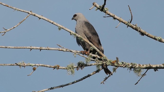 Mississippi Kite - ML640238383