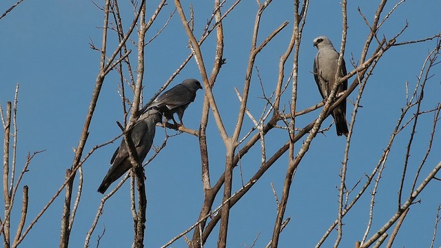 Mississippi Kite - ML640238386