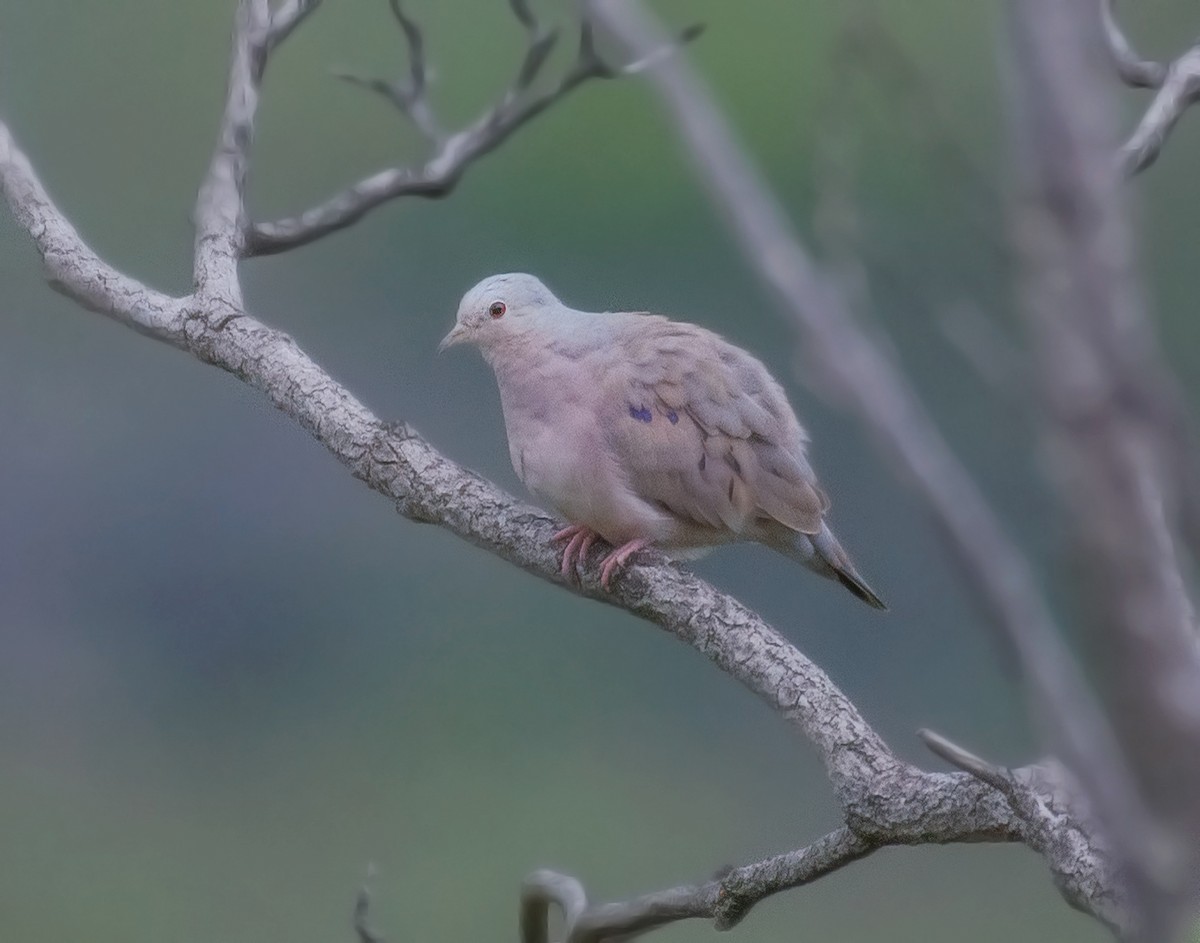 Plain-breasted Ground Dove - ML640238457