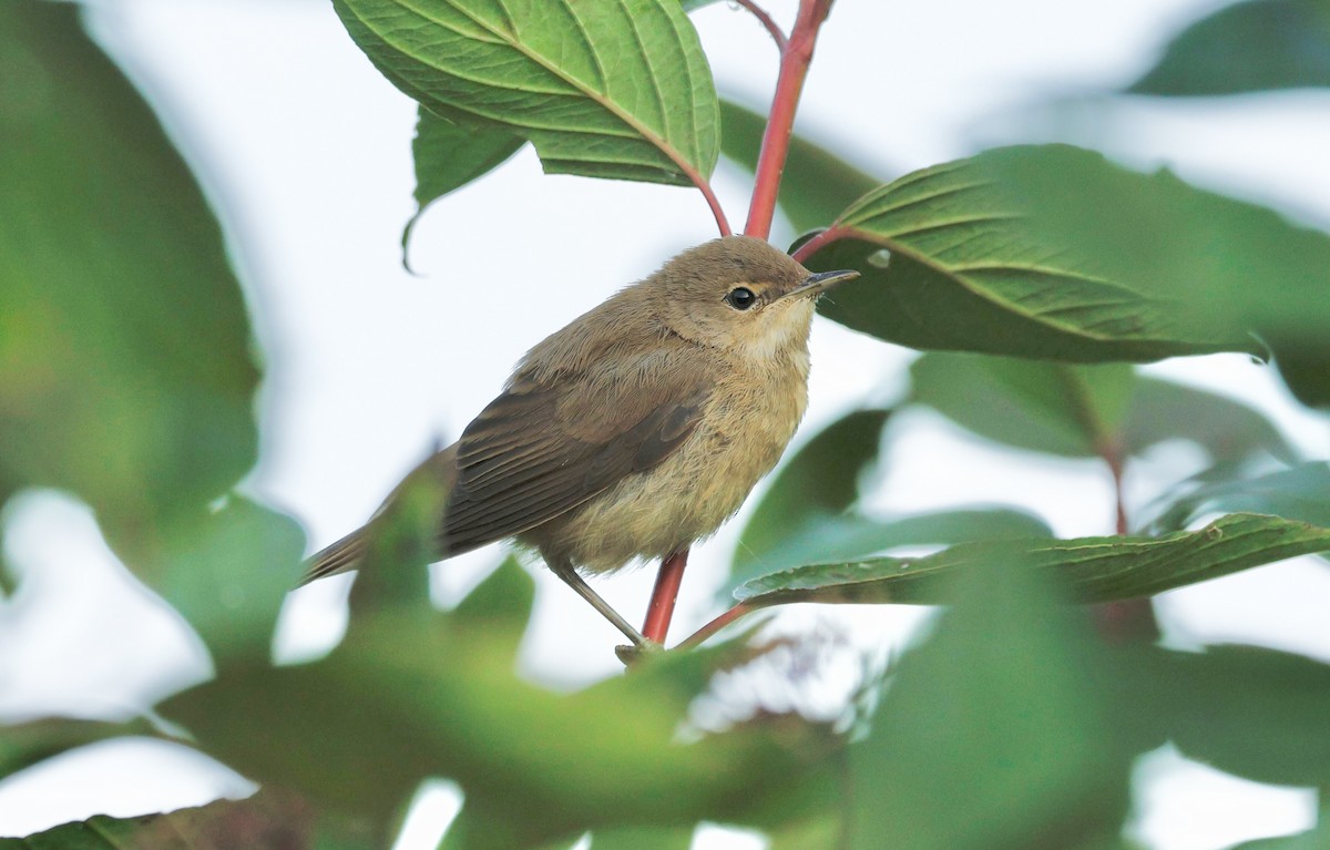Common Reed Warbler (Common) - ML640238484