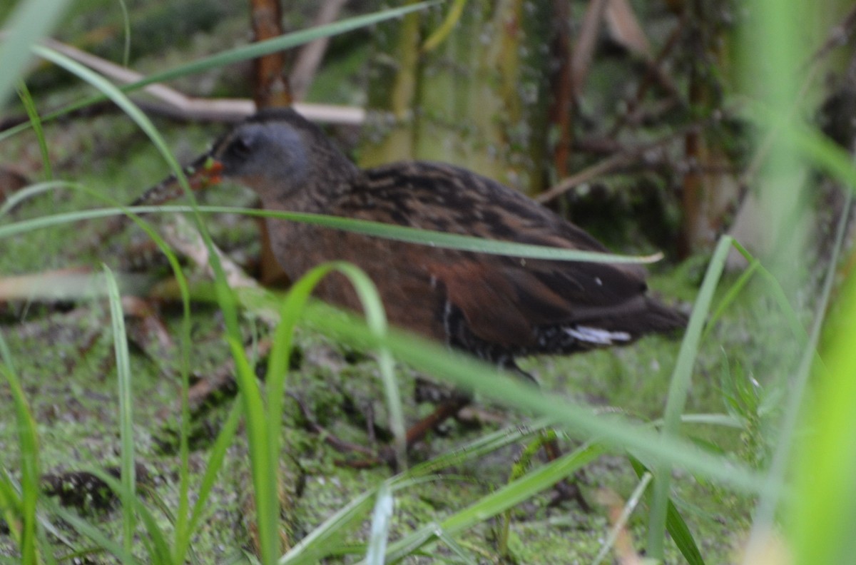 Virginia Rail - ML64023851