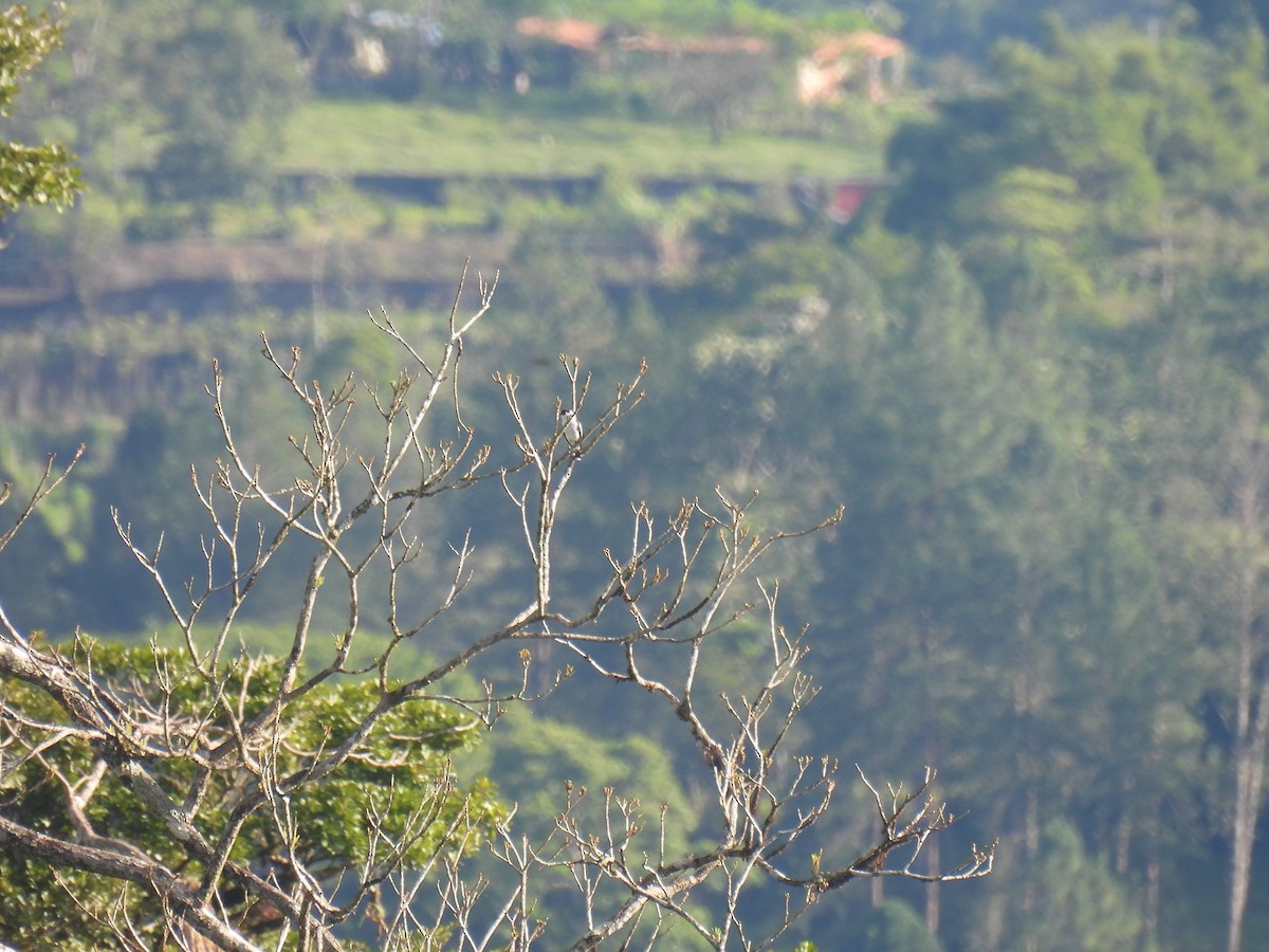 svartkronetityra - ML640238573