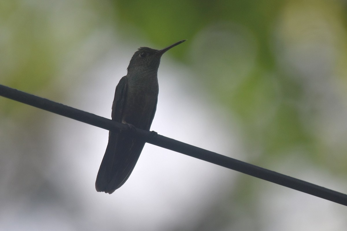 Scaly-breasted Hummingbird - ML640238603