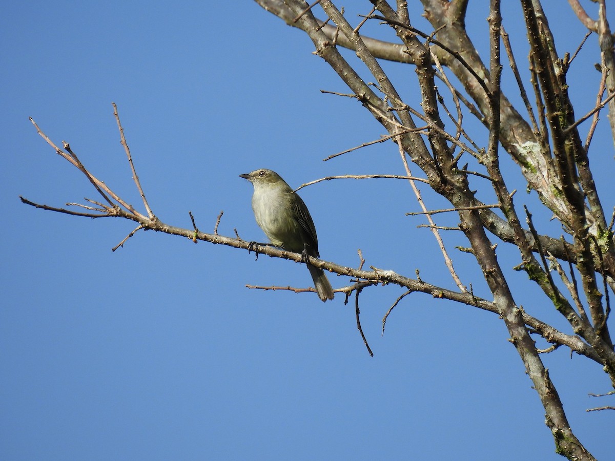 Mistletoe Tyrannulet - ML640238604