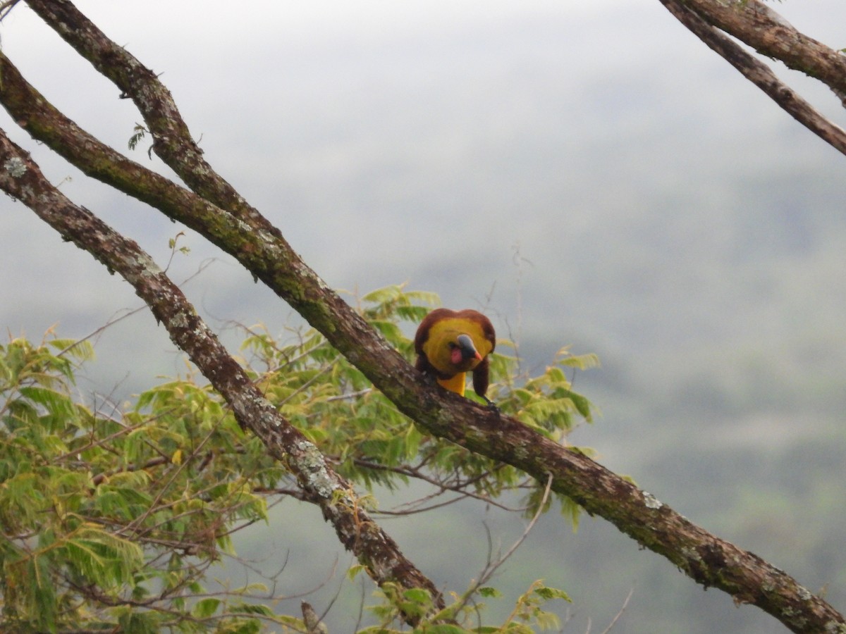 Olive Oropendola - ML640238619