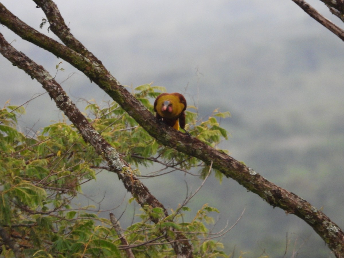 Olive Oropendola - ML640238620