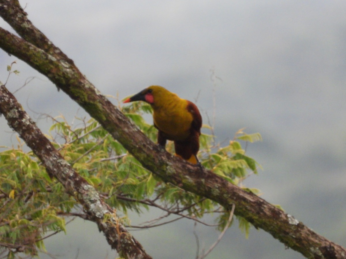 Olive Oropendola - ML640238621