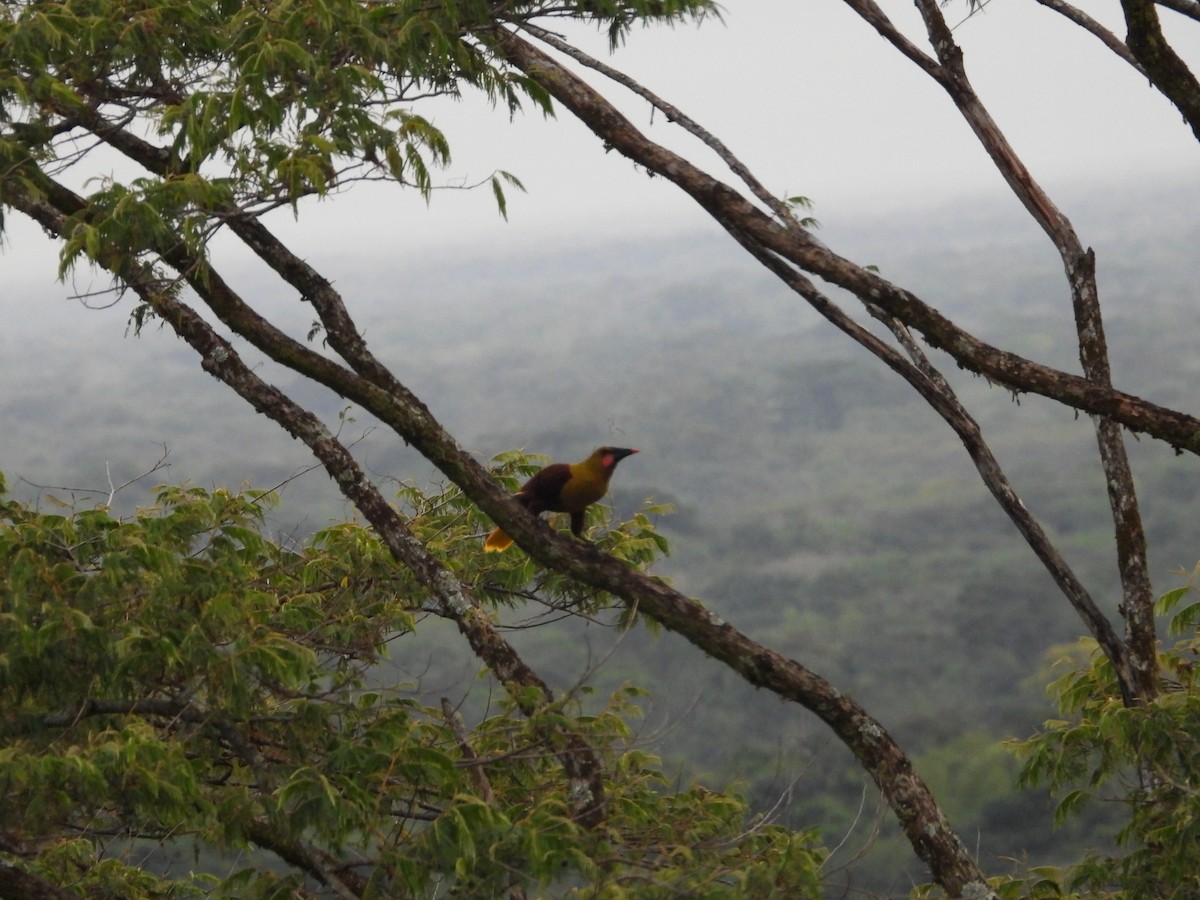 Olive Oropendola - ML640238623