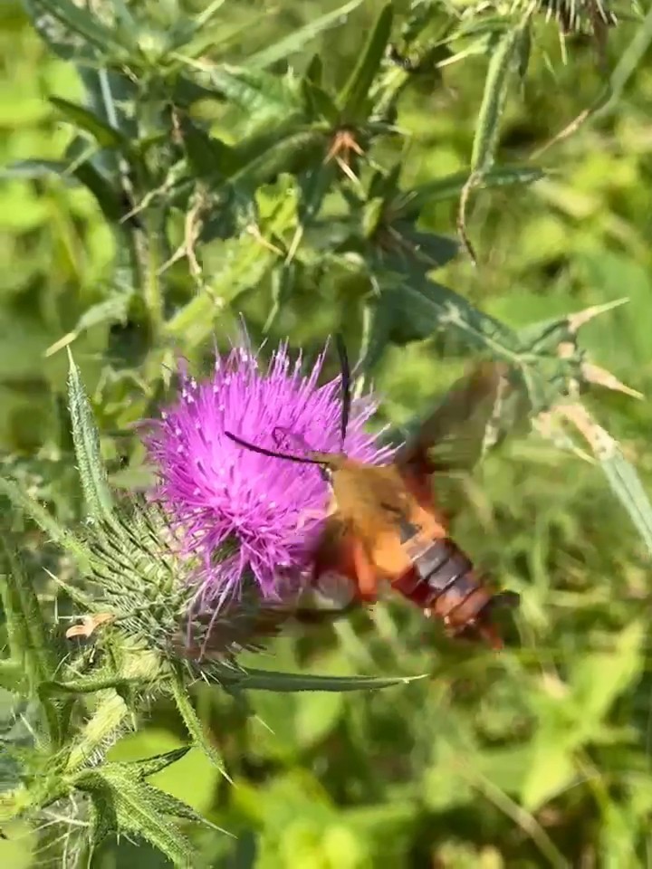 Hummingbird Clearwing - ML640238627