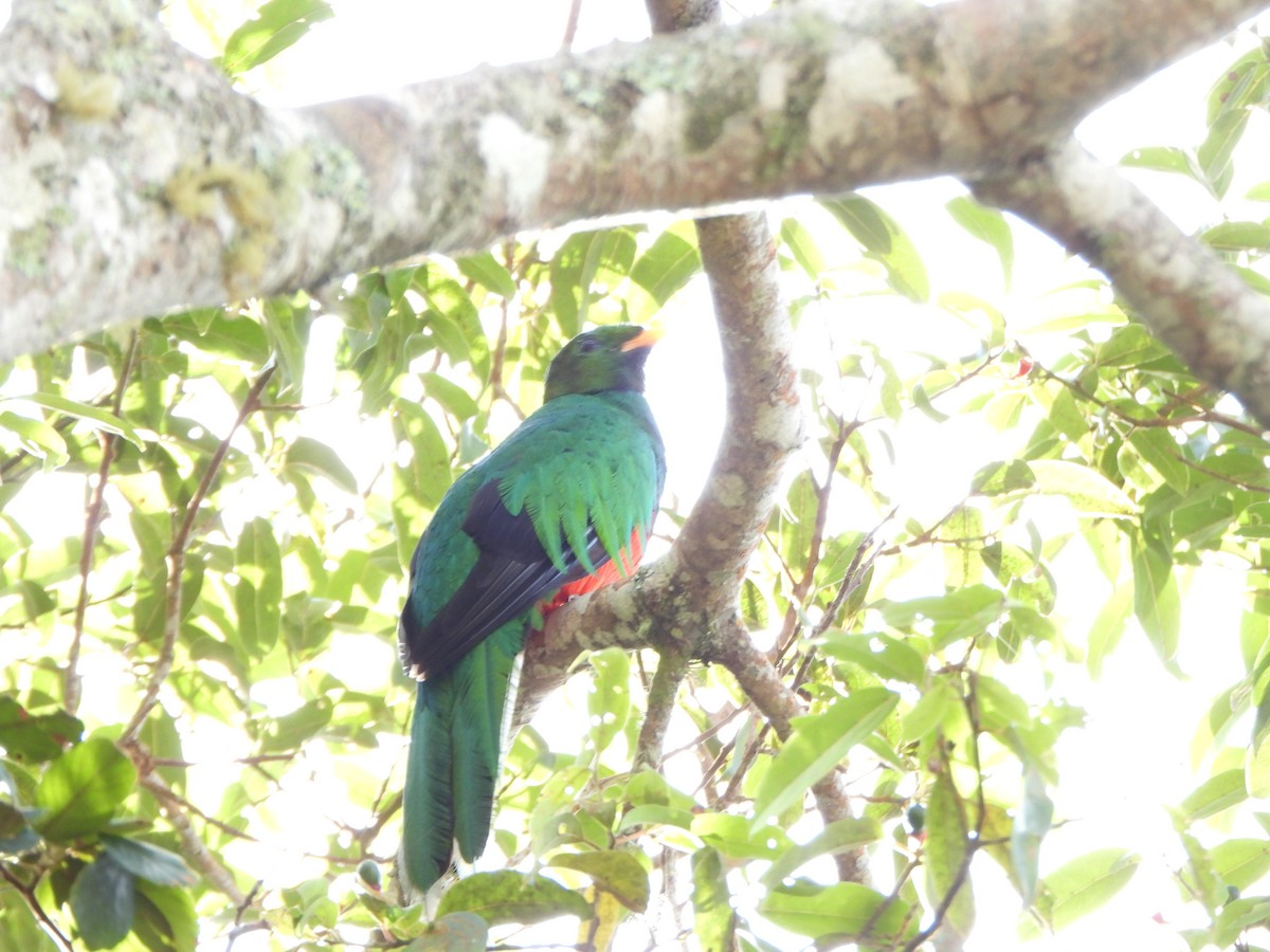 Quetzal Fúlgido - ML640238665