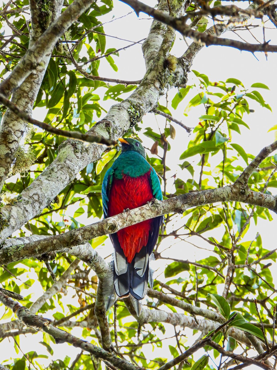 Quetzal Fúlgido - ML640238666