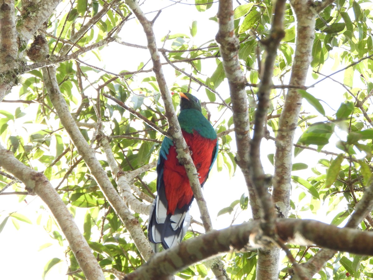 Quetzal Fúlgido - ML640238667