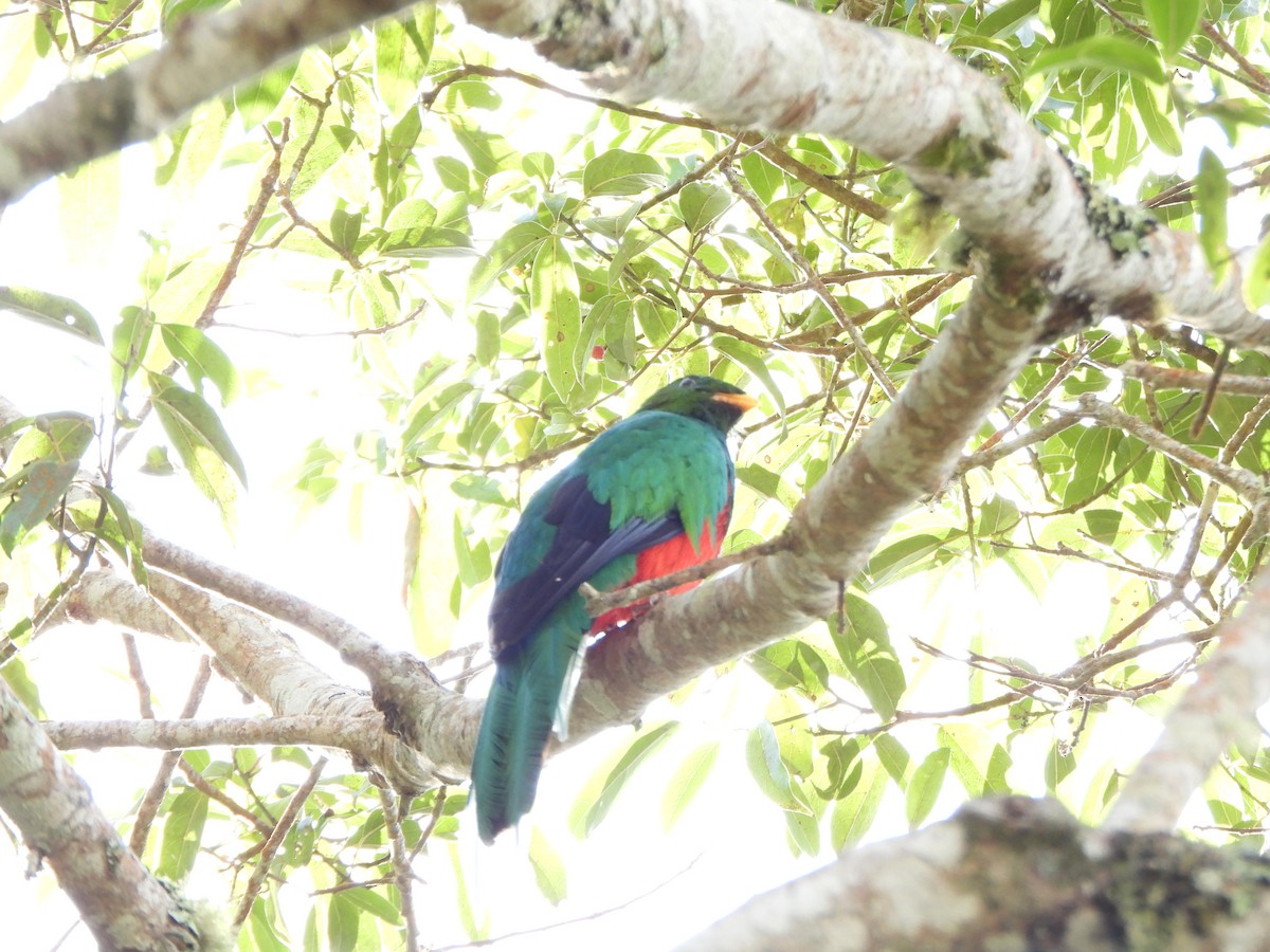 Quetzal Fúlgido - ML640238668