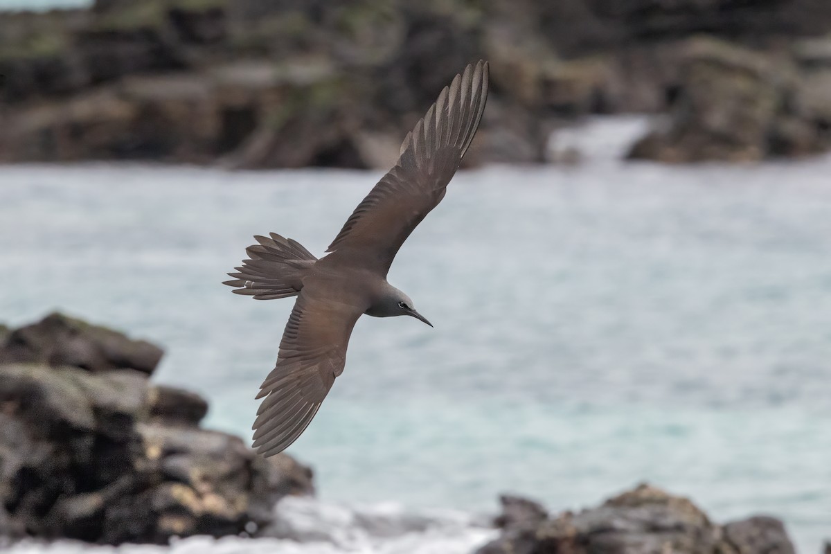 Brown Noddy - ML640238685