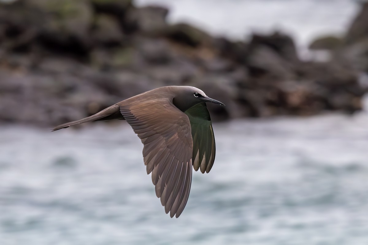 Brown Noddy - ML640238686