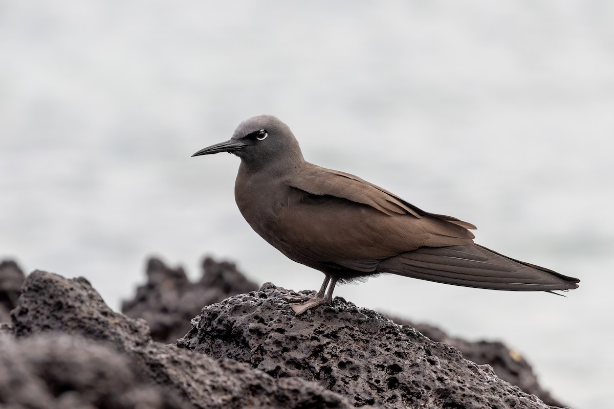 Brown Noddy - ML640238711